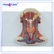 PNT-0345 Anatomical model of life size anterior cervical muscles